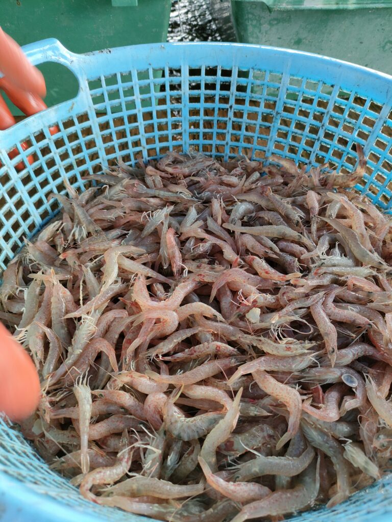 福山市　鮮魚　おすすめ