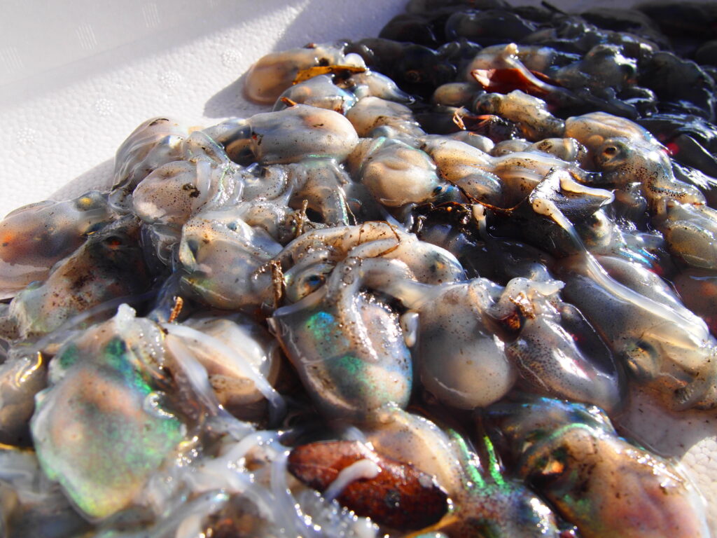 福山市　鮮魚　おすすめ