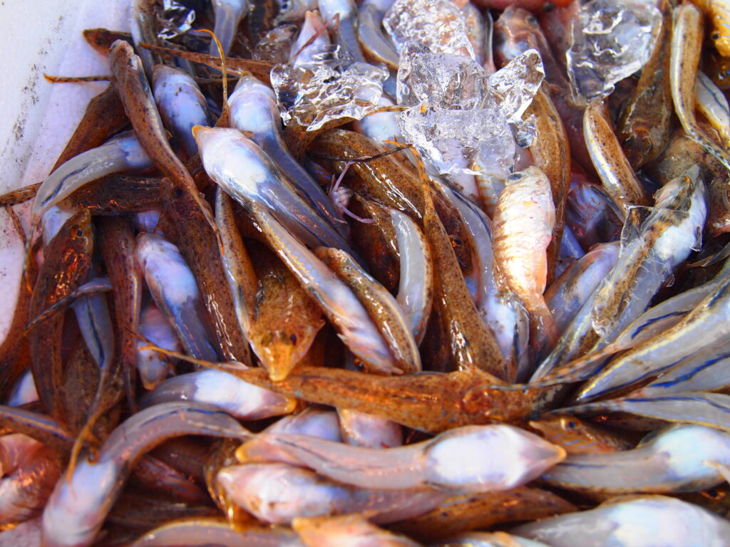 福山市　鮮魚　おすすめ