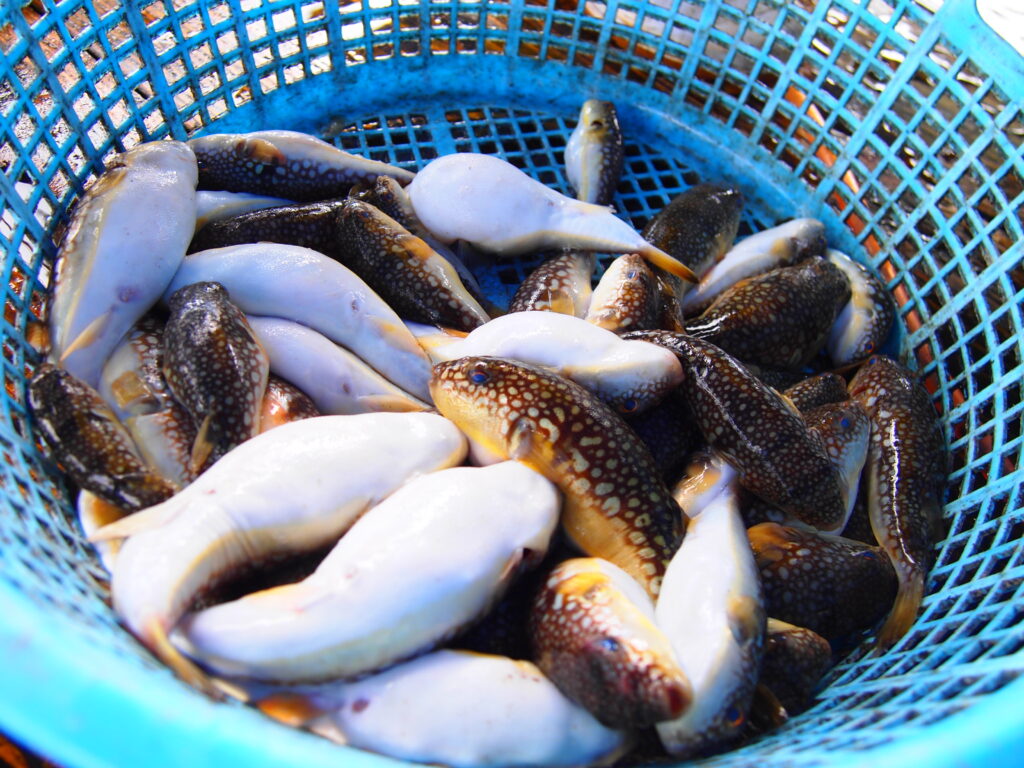 福山市　鮮魚　おすすめ