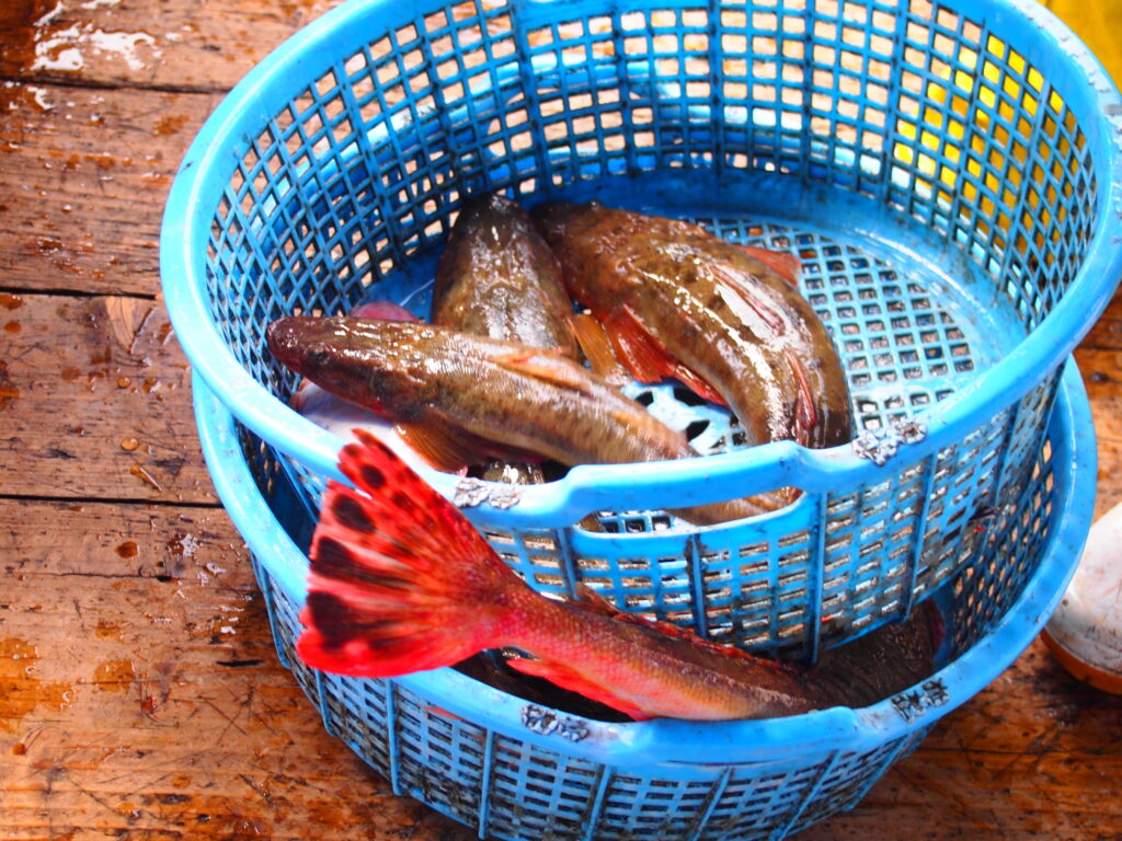 福山市　鮮魚　おすすめ