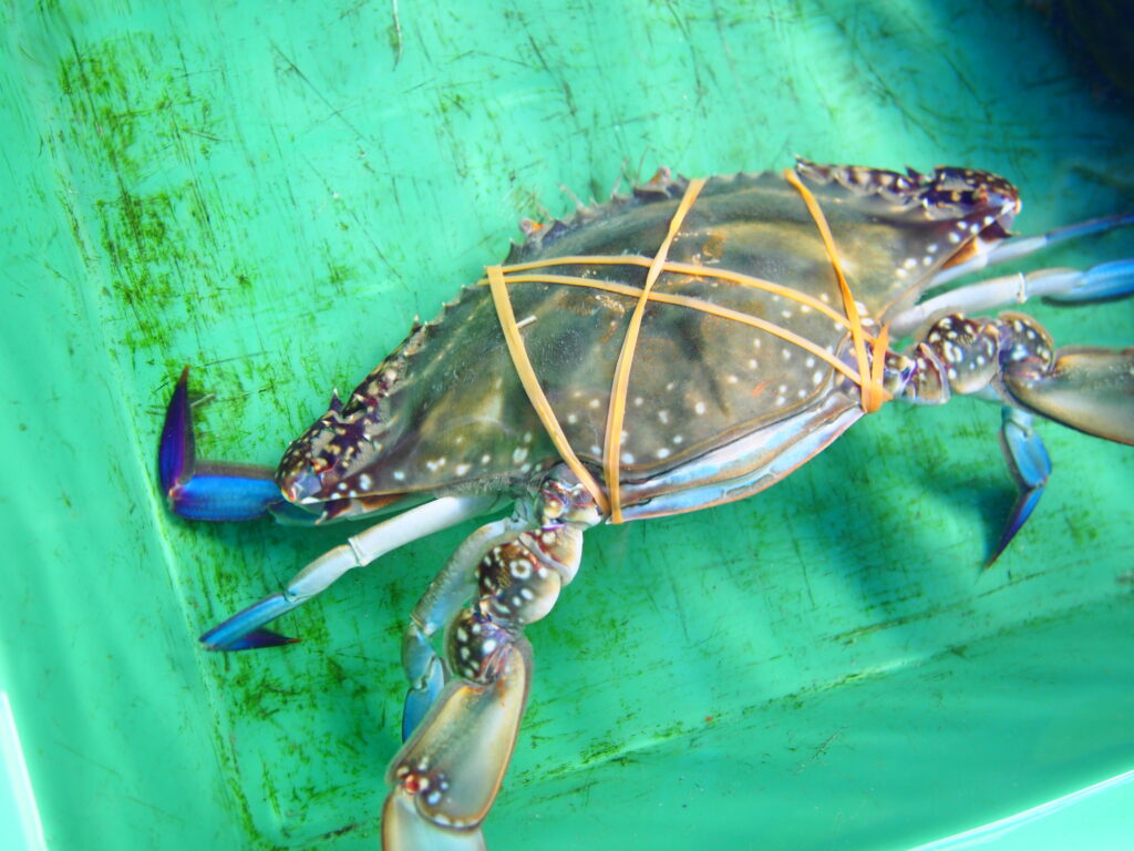 福山市　鮮魚　おすすめ