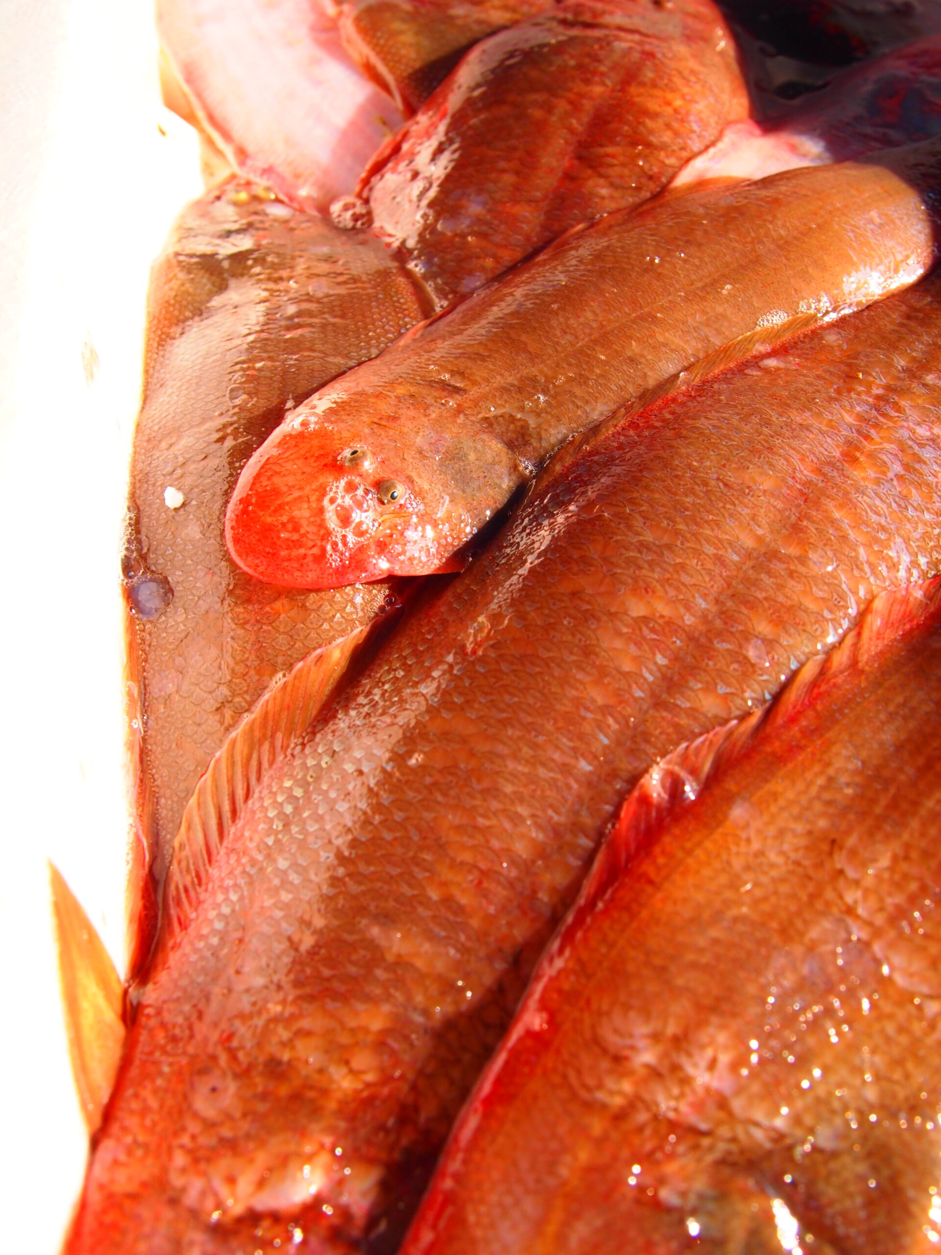 浜で揚がる魚介類 | 岩船水産