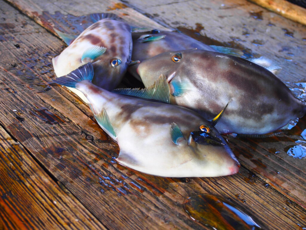 福山市　鮮魚　おすすめ