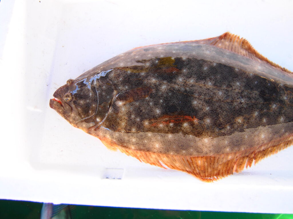 福山市　鮮魚　おすすめ