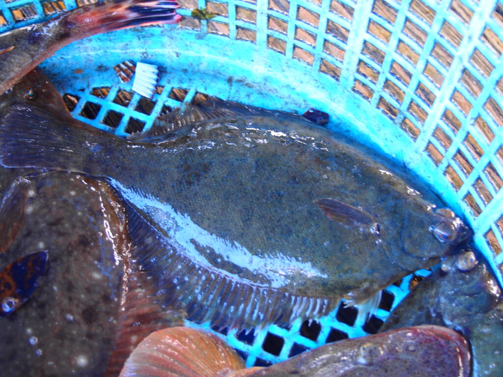 福山市　鮮魚　おすすめ