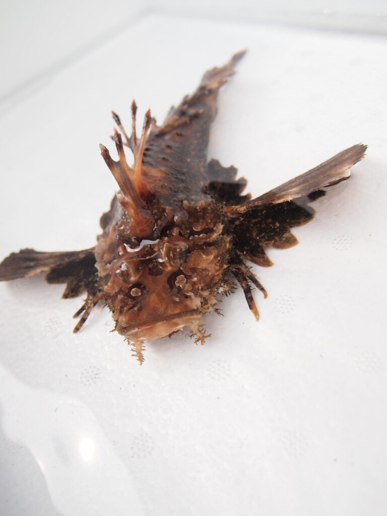 福山市　鮮魚　おすすめ