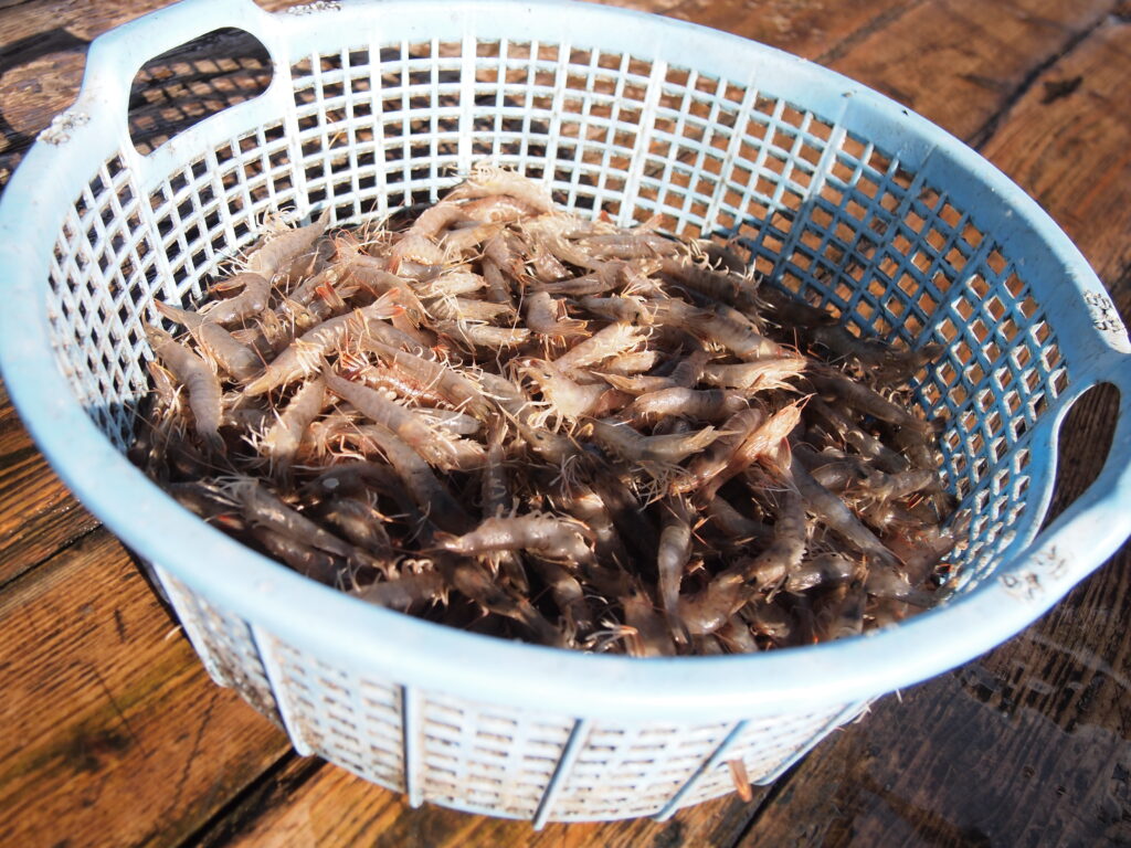 福山市　鮮魚　おすすめ