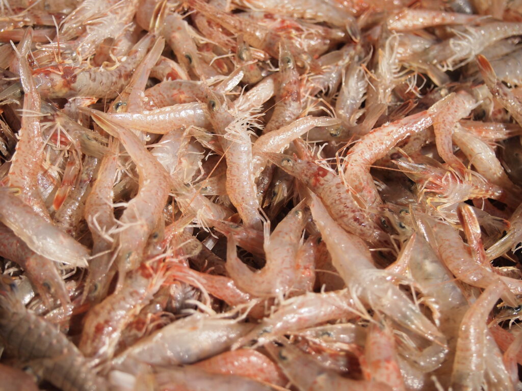 福山市　鮮魚　おすすめ