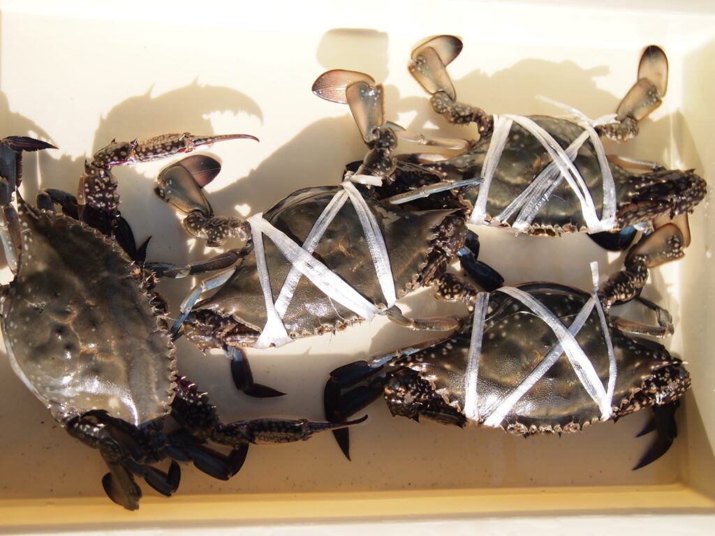 福山市　鮮魚　おすすめ