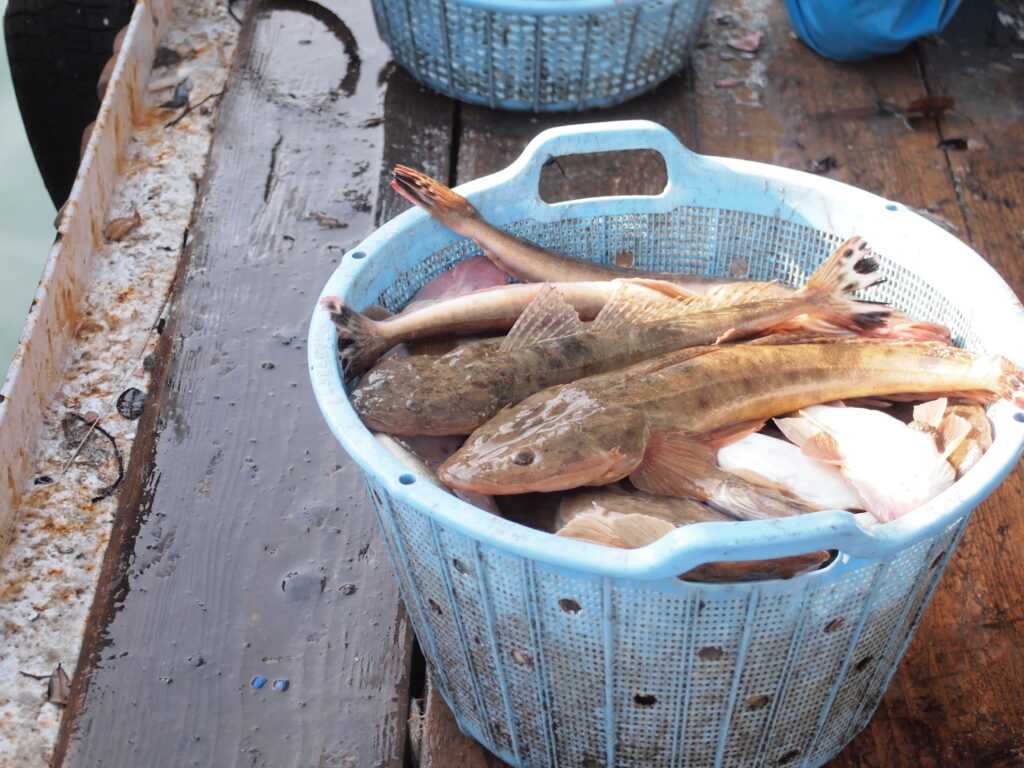 福山市　鮮魚　おすすめ