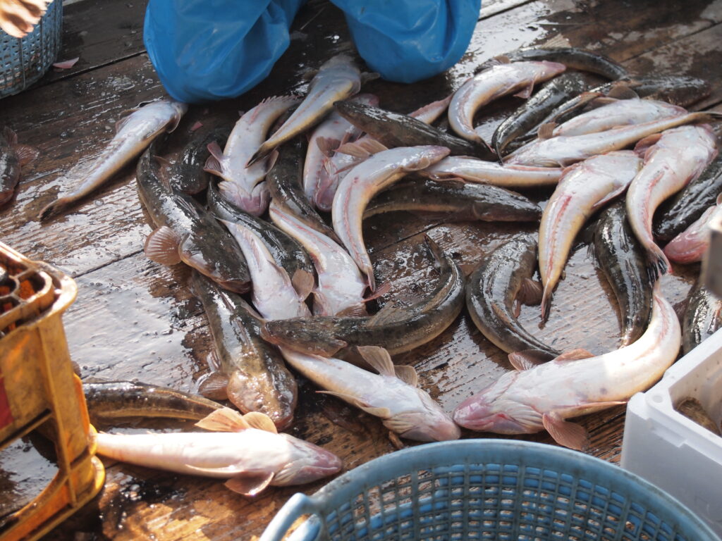 福山市　鮮魚　おすすめ