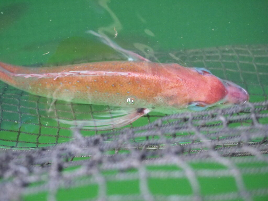 福山市　鮮魚　おすすめ