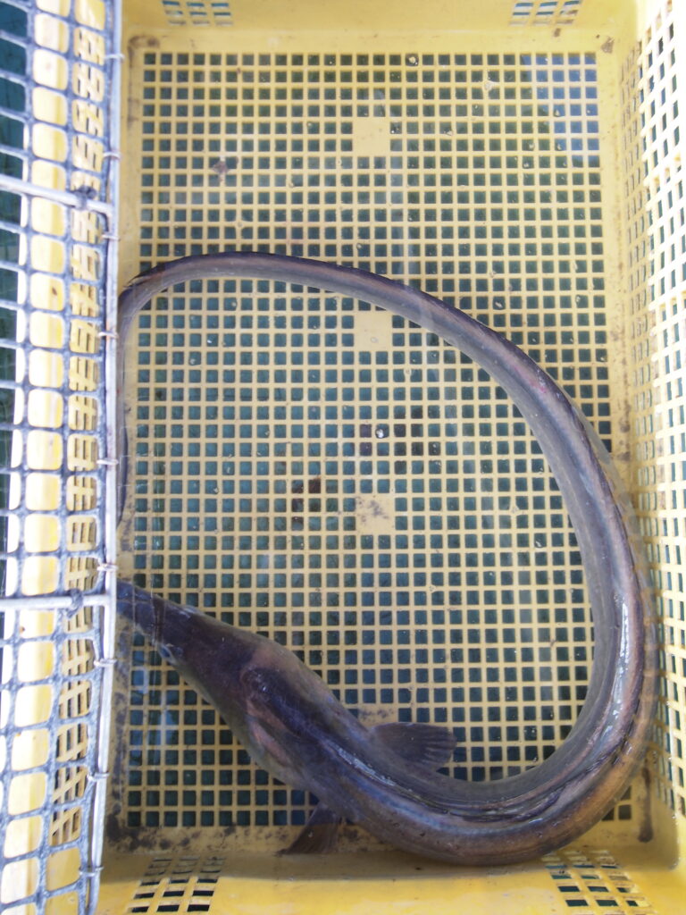 福山市　鮮魚　おすすめ