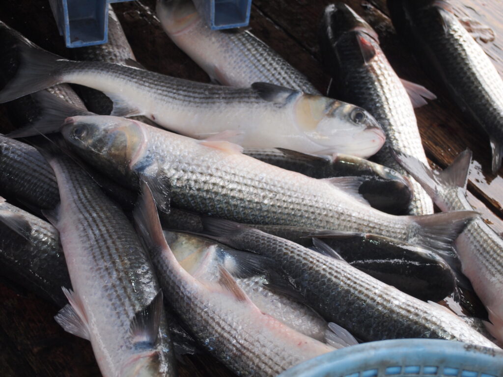 福山市　鮮魚　おすすめ