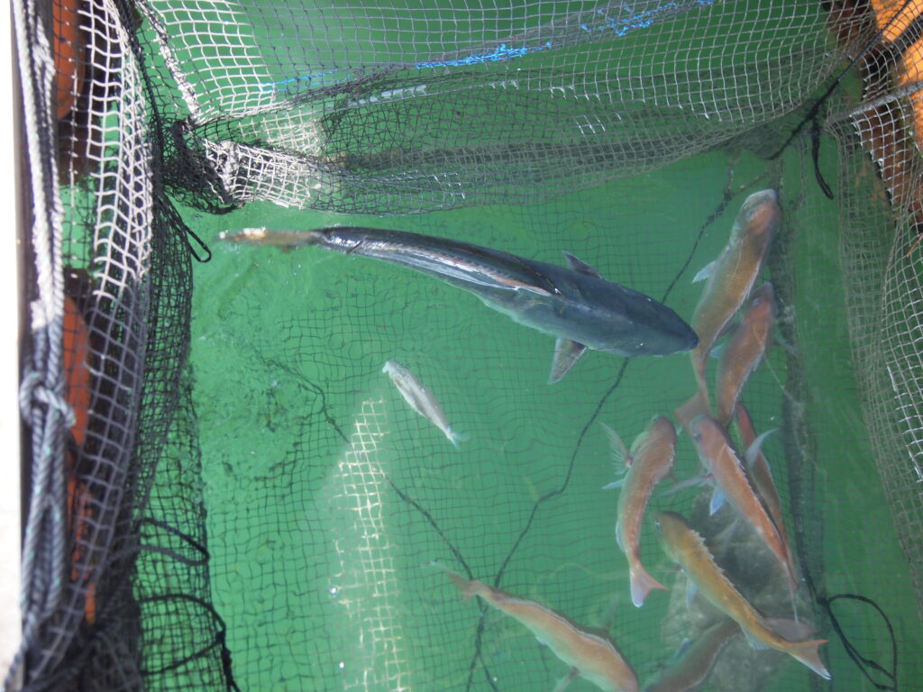 福山市　鮮魚　おすすめ