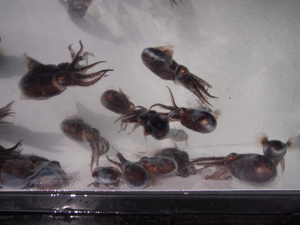 福山市　鮮魚　おすすめ