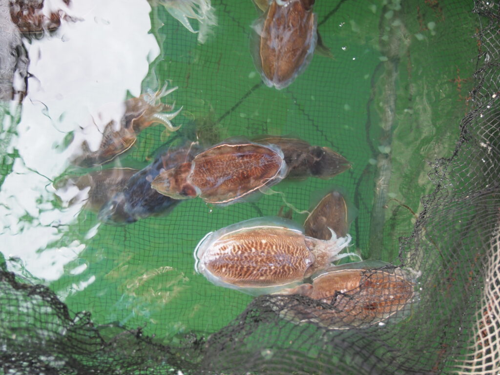 福山市　鮮魚　おすすめ