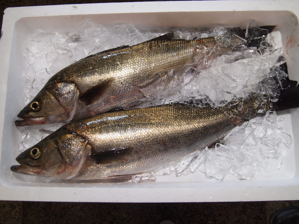 福山市　鮮魚　おすすめ